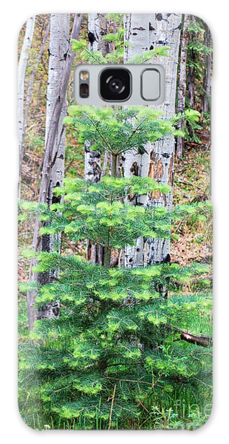 Fine Art Galaxy Case featuring the photograph Next Years Christmas Tree by Donna Greene