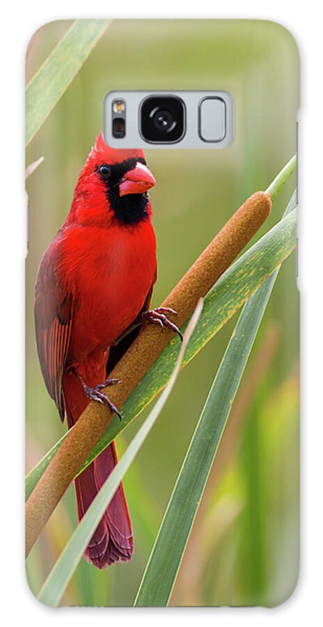 Cardinalis Cardinalis Galaxy Case featuring the photograph Northern Cardinal on Cattail by Dawn Currie