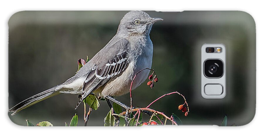 Northern Mockingbird On Red Berries Galaxy Case featuring the photograph Northern Mockingbird On Red Berries by Morris Finkelstein
