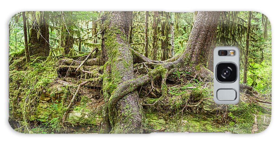 Hall Of Mosses Galaxy Case featuring the photograph Nurse Tree in Olympic National Park by Bryan Mullennix