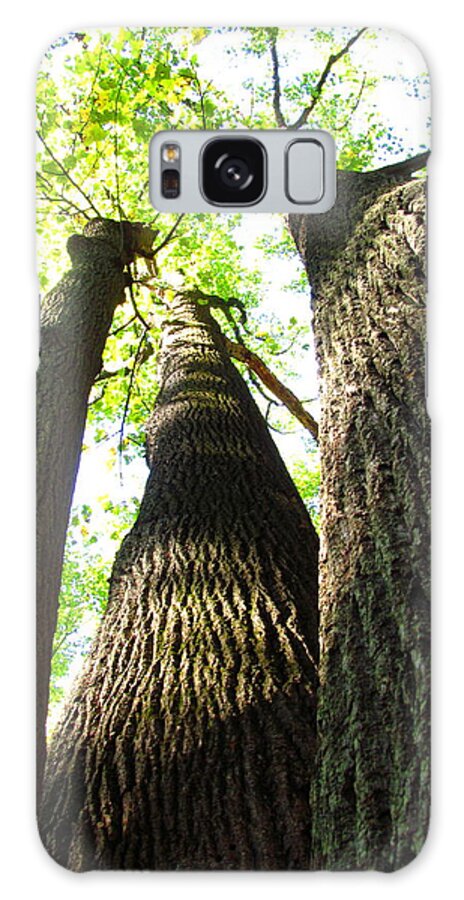 Oldgrowth Forest Preservation Oldgrowth Tulip Tree Images Tulip Poplar Images Tulip Tree Prints Oldgrowth Tree Prints Seasonal Forest Pics Forest Ecology Arborist Silviculture Forestry Wildlife Habitat Conservation Forest Flora Images Nature Photography Biodiversity Environmental Science Woodland Prints Verticle Tree Prints Naturalist Botany Horticulture Arborial Photography Ancient Arbor Forest Elder Vegetation Big Tree Images American Forest Appalachia Maryland Forest Galaxy Case featuring the photograph Oldgrowth Tulip Tree by Joshua Bales