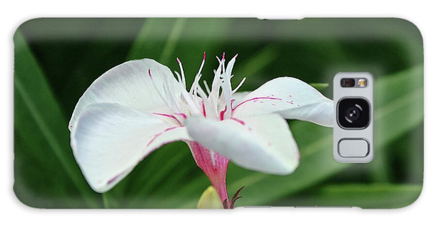 Oleander Galaxy Case featuring the photograph Oleander Harriet Newding 1 by Wilhelm Hufnagl