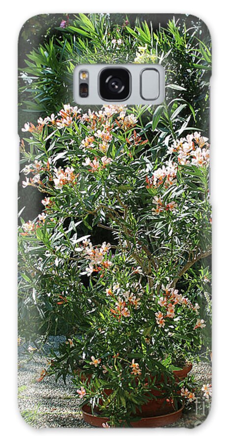 Oleander Galaxy Case featuring the photograph Oleander Petite Salmon 4 by Wilhelm Hufnagl