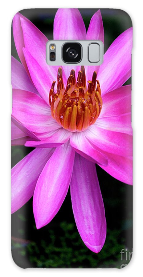 Magenta Galaxy S8 Case featuring the photograph Opening - Early Morning Bloom by Kerryn Madsen-Pietsch