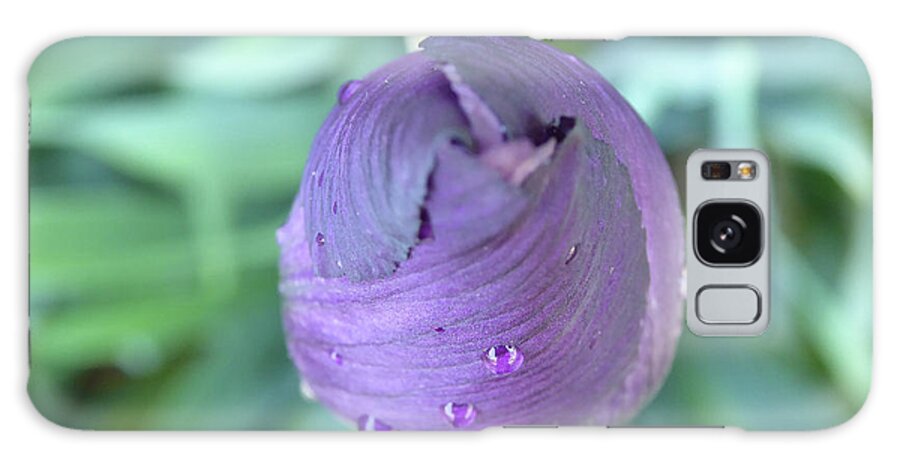 Iris Unopened Bloom Blossom Closed Bearded Purple Lavender Violet Droplets Rain Dew Macro Isolated New Galaxy S8 Case featuring the photograph Opening Soon by Leon DeVose