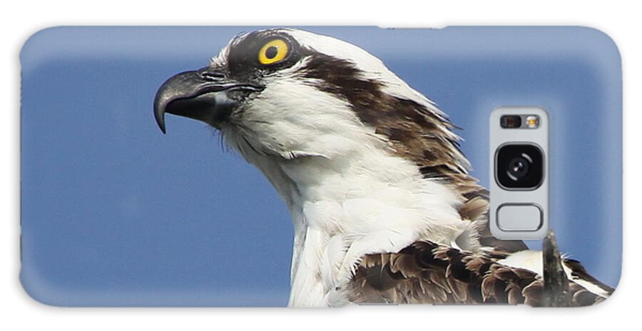 Osprey Galaxy Case featuring the photograph Opsrey Portrait by Barbara Bowen