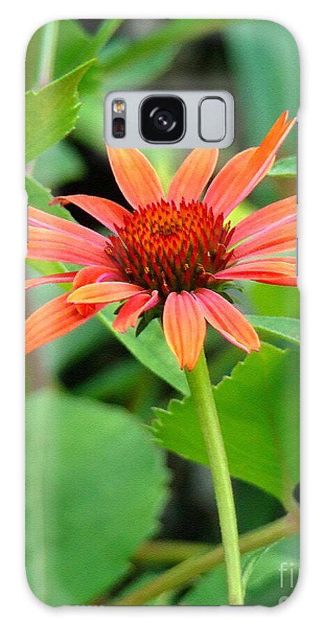 Coneflower Galaxy Case featuring the photograph Orange Coneflower by Sue Melvin