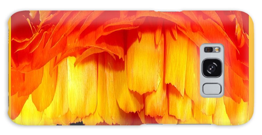 Ranunculus Galaxy Case featuring the photograph Orange Ranunculus Polar Coordinate by Rose Santuci-Sofranko