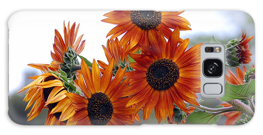 Sunflower Galaxy Case featuring the photograph Orange Sunflower 1 by Amy Fose