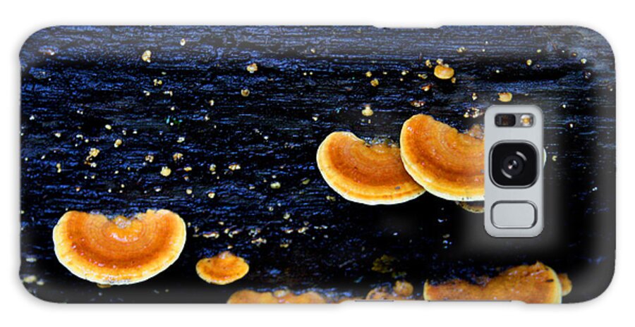 Hawaiian Tree Fungus Galaxy Case featuring the photograph Orange Tree Fungus by Jennifer Bright Burr