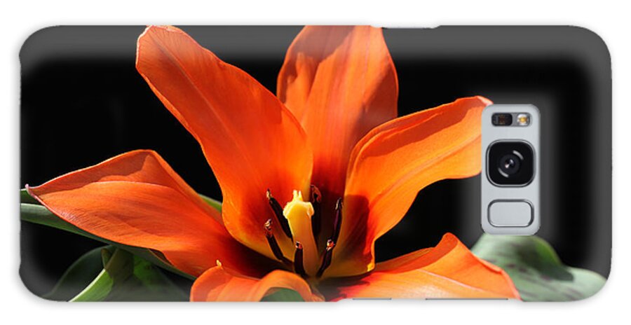 Tulip Galaxy Case featuring the photograph Orange Tulip by Tammy Pool