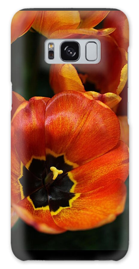 Tulips Galaxy Case featuring the photograph Orange Tulips by Tammy Pool