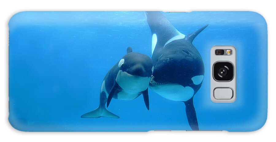 Mp Galaxy Case featuring the photograph Orca Mother And Newborn by Hiroya Minakuchi