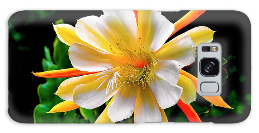 Flower Galaxy Case featuring the photograph Orchid Cactus Epiphyllum by Brian Tada