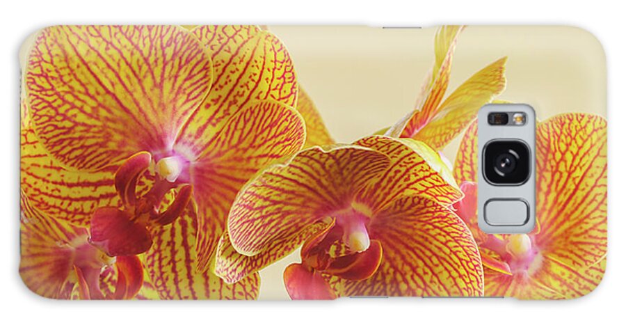 Beauty Galaxy Case featuring the photograph Orchids by Bob Grabowski
