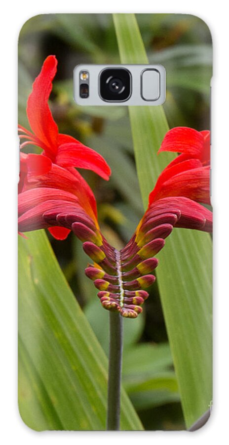 Red Galaxy Case featuring the photograph Oregon Flower 1 by Christy Garavetto