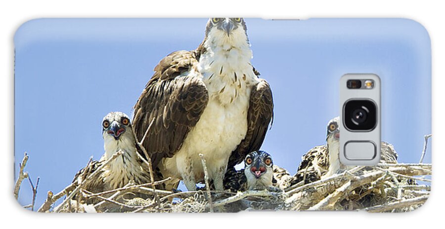 Osprey Galaxy Case featuring the photograph Osprey Family Portrait by Patrick Lynch