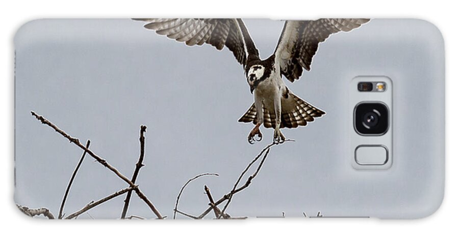 Art Galaxy Case featuring the photograph Osprey Landing by Phil Spitze