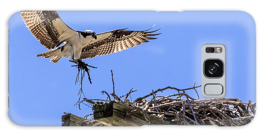 Osprey Galaxy Case featuring the photograph Osprey Nest Building by Phil Spitze