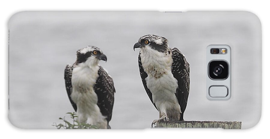 Birds Galaxy S8 Case featuring the photograph Osprey on NJ Shore 2014 by Paul C Ross