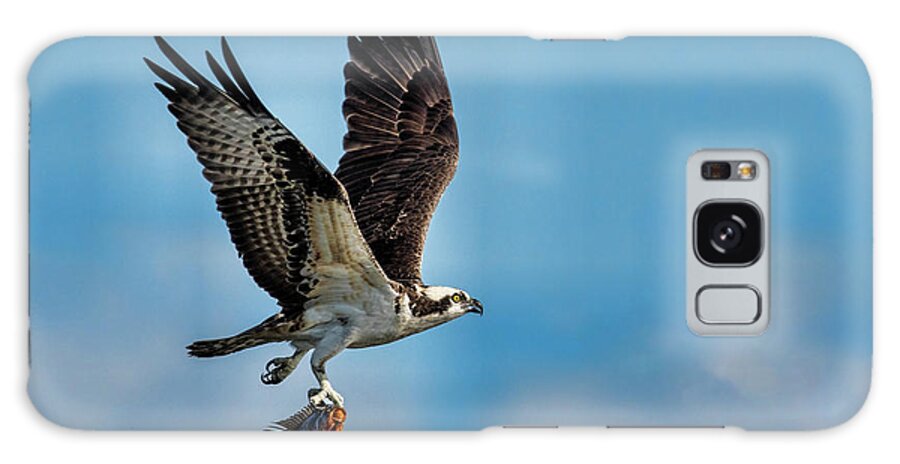 Osprey Galaxy Case featuring the photograph Osprey with Rainbow Bass 2 by Don Durfee