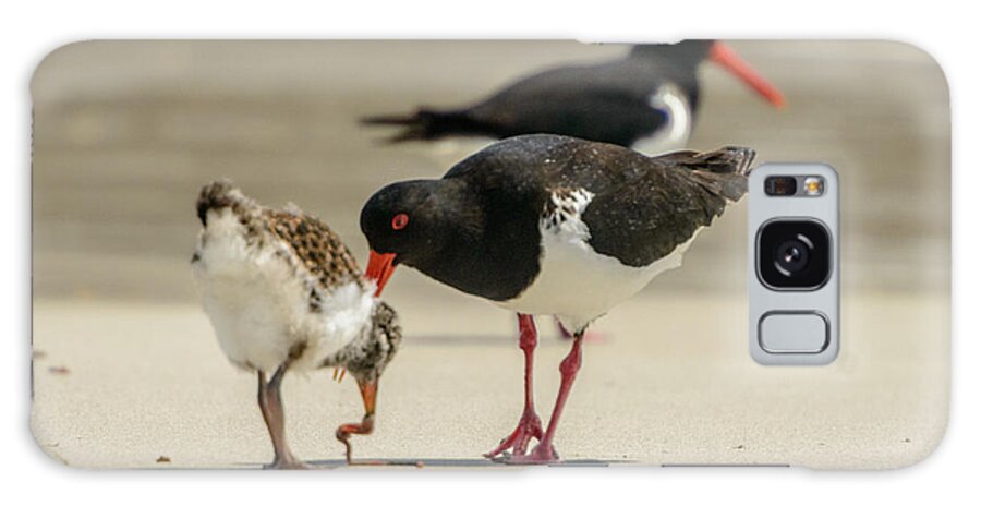 National Park Galaxy Case featuring the photograph Oystercatcher 06 by Werner Padarin