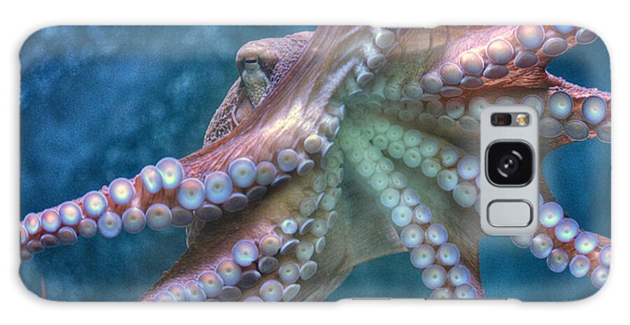 The Giant Pacific Octopus Galaxy Case featuring the photograph Giant Pacific Octopus by David Zanzinger