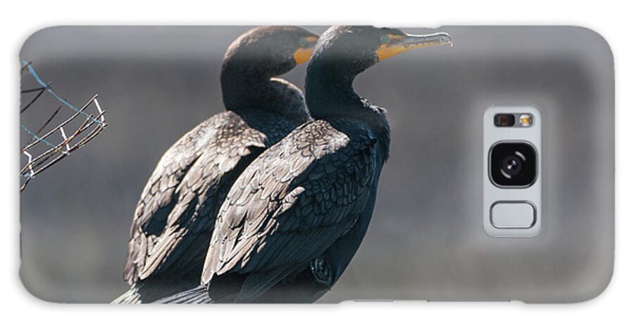 Double-crested Cormorant Galaxy Case featuring the photograph Pair Double-Crested Cormorant 3 March 2018 by D K Wall
