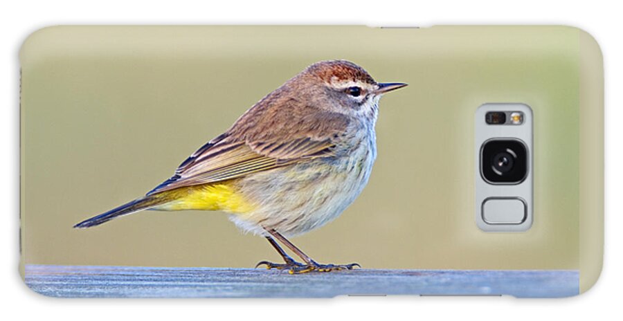 Palm Warbler Galaxy Case featuring the photograph Palm Warbler by John Harmon