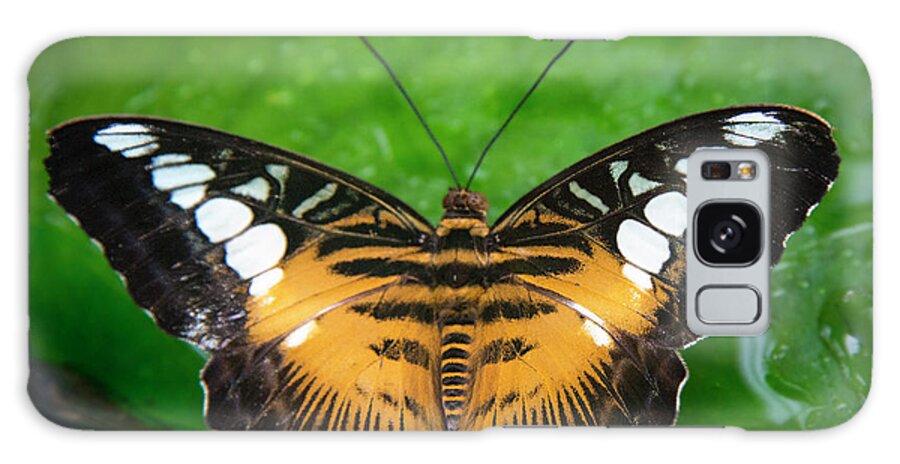 Butterfly Galaxy Case featuring the photograph Papillon by Phil And Karen Rispin