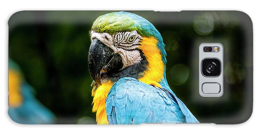 Birds Galaxy Case featuring the photograph Parrot by Daniel Murphy