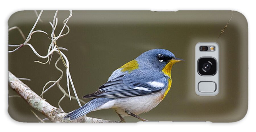 Warbler Galaxy Case featuring the photograph Parula at Dawn by Jim E Johnson