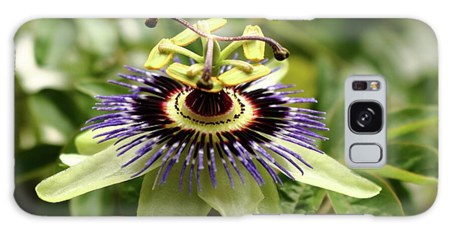 Passion Flower Gardening Horticulture Wall Plant Blue White Purple Green Passiflora Growing Climber Leaf Stem Sepals Galaxy Case featuring the photograph Passiflora. Passion flower by Jeff Townsend