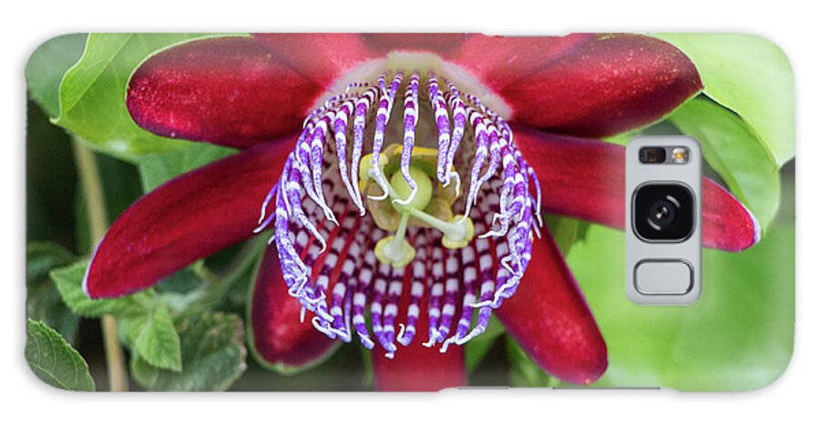 Flowers Galaxy Case featuring the photograph Passiflora Ruby Glow. Passion Flower by Venetia Featherstone-Witty