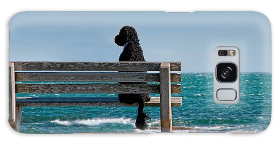Portuguese Water Dog Galaxy Case featuring the photograph Patient Waiter by Robin-Lee Vieira