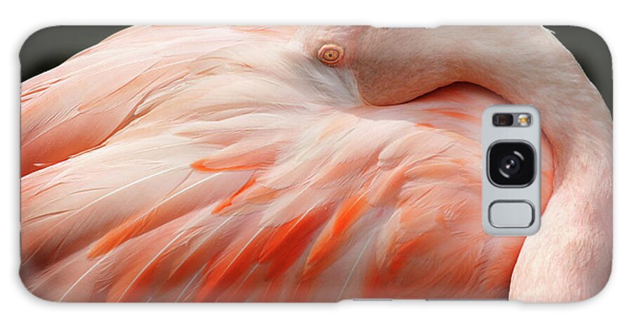 Pink Flamingo Galaxy Case featuring the photograph Peek A Boo by Anthony Jones