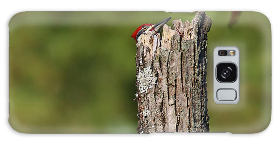 Pileated Woodpecker Galaxy Case featuring the photograph Peek A Boo Pileated Woodpecker by Brook Burling
