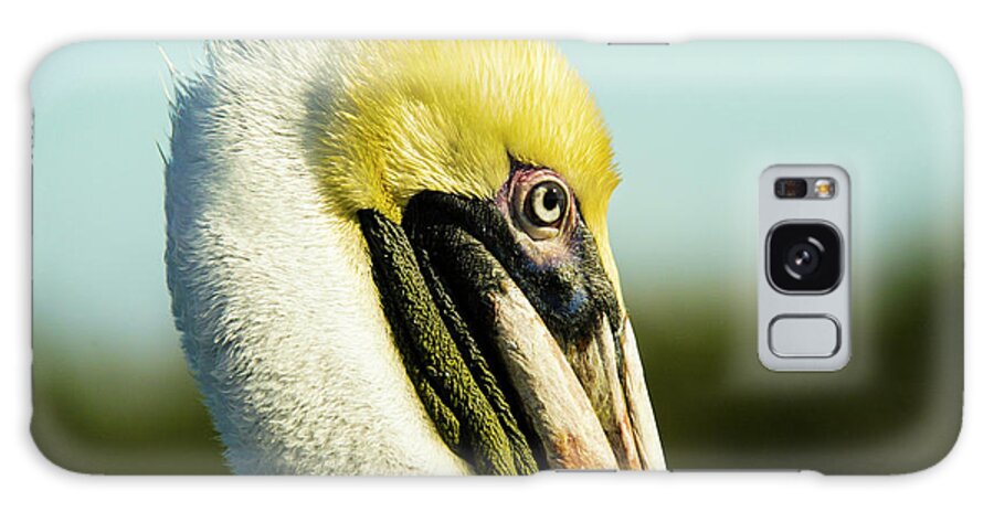 Pelican Galaxy Case featuring the photograph Pelican by Jason Hughes