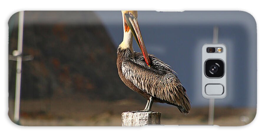 Pelican Galaxy Case featuring the photograph Pelican Preening by Alison Salome