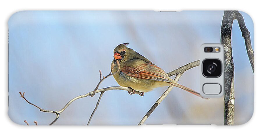 Perched Female Cardinal Galaxy Case featuring the photograph Perched Female Cardinal by Susan McMenamin