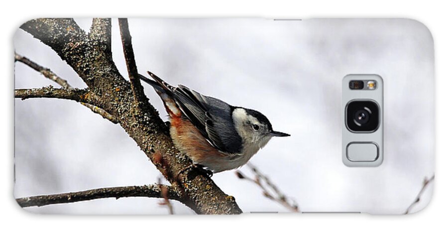 Nuthatch Galaxy Case featuring the photograph Perched Nuthatch by Debbie Oppermann
