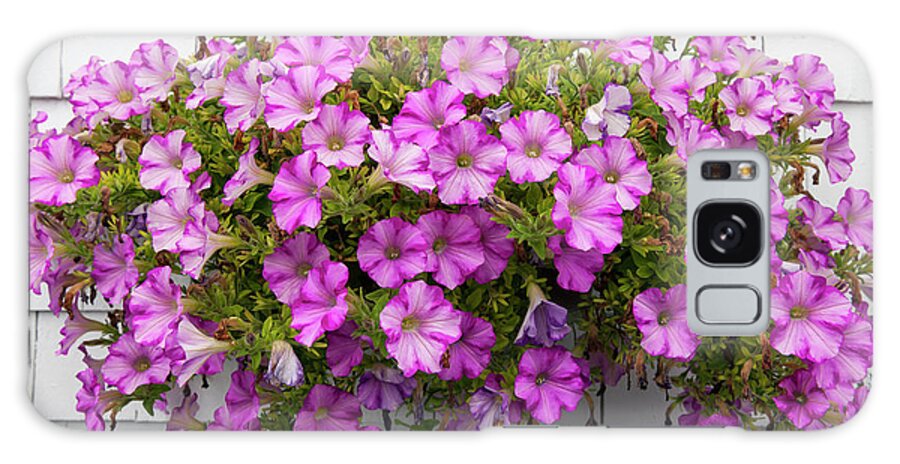 Petunia Galaxy S8 Case featuring the photograph Petunias on white wall by Elena Elisseeva