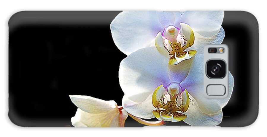 Norfolk Botanical Garden Galaxy Case featuring the photograph Phalaenopsis Culican #1 Nobby's Amy Shin Hua by Don Mercer