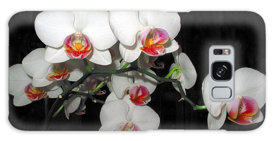 Phalaenopsis Orchids Galaxy Case featuring the photograph Phalaenopsis Orchids by Joyce Dickens