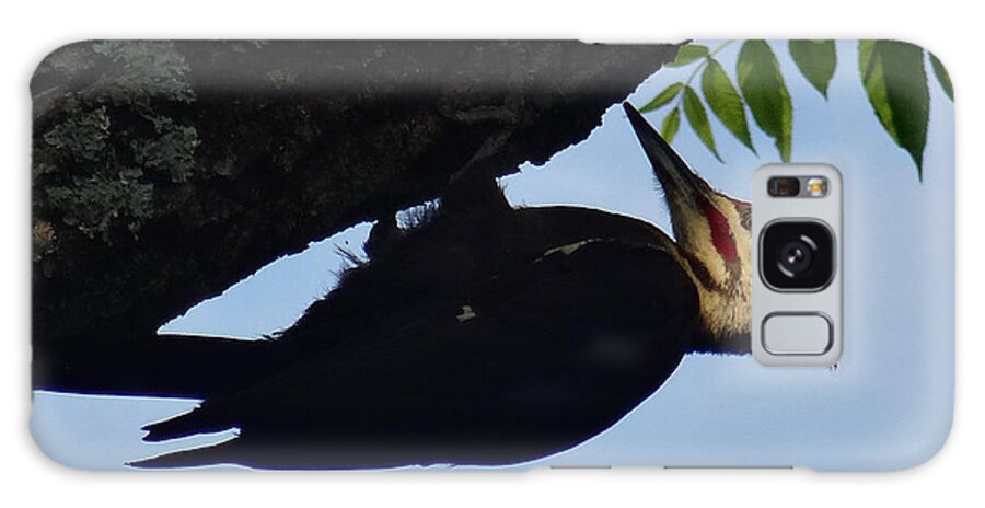 Birds Galaxy Case featuring the photograph Pileated Woodpecker by Christopher Plummer