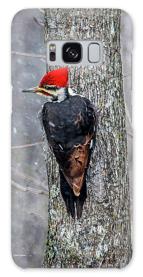Woodpecker Galaxy Case featuring the photograph Pileated Woodpecker by Dale R Carlson