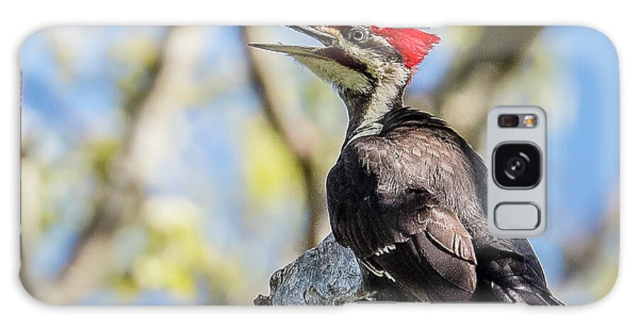 Pileated Woodpecker On A Branch Galaxy Case featuring the photograph Pileated Woodpecker On A Branch by Morris Finkelstein