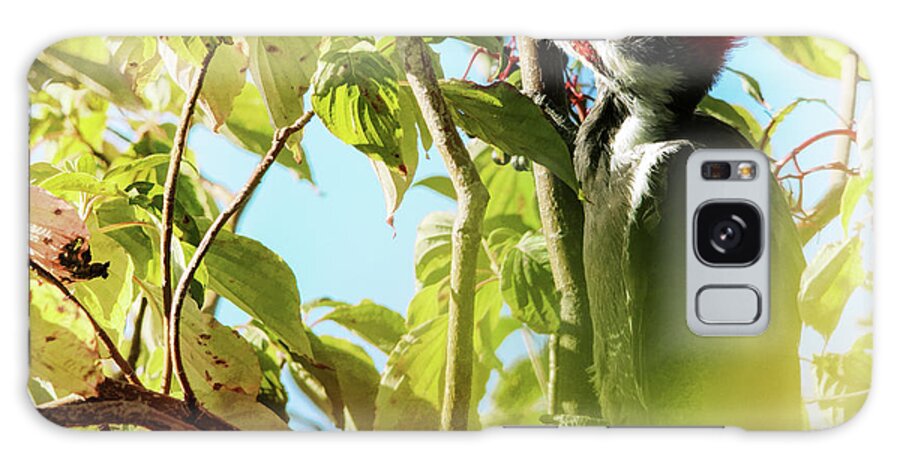 Woodpecker Galaxy Case featuring the photograph Pileated Woodpecker by Sue Capuano