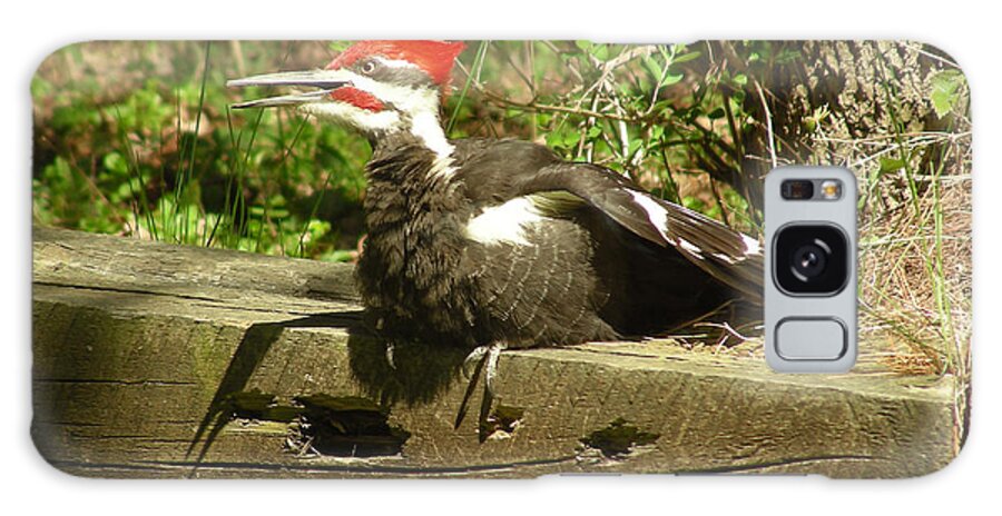 Faunagraphs Galaxy S8 Case featuring the photograph Pileated Woodpecker1 by Torie Tiffany