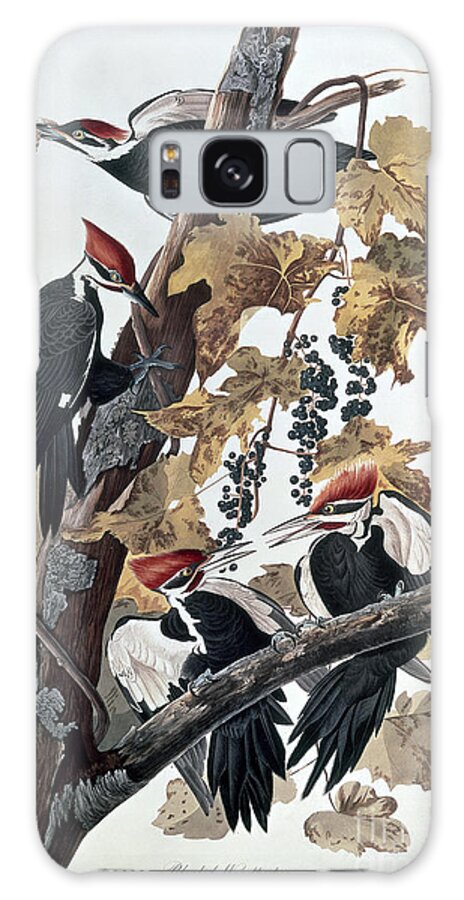 Pileated Woodpeckers By John James Audubon Galaxy Case featuring the painting Pileated Woodpeckers by John James Audubon